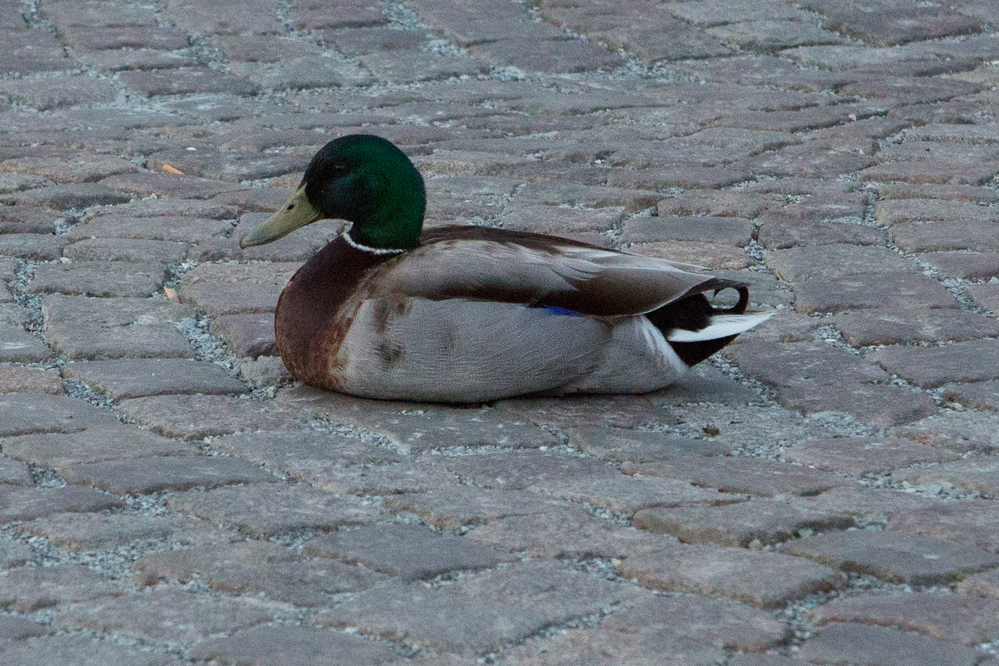 178A0392.jpg