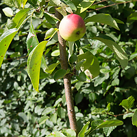 Dateiname=9N1A8550.jpg
Dateigröße=17249KB
Abmessungen: 3840x5760
hinzugefügt am: 17. August 2016 9N1A8550.jpg